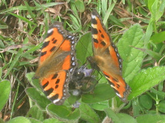Aglais urticae chinensis