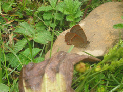 Esakiozephyrus bieti