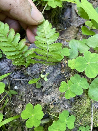 Dryopteris filix-mas
