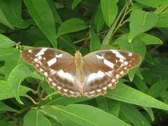 Argynnis sagana