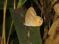Lethe syrcis