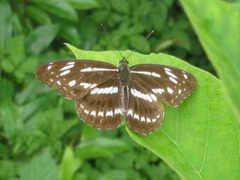 Limenitidinae