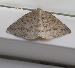 Drepanulatrix secundaria