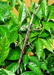 Bactrododema