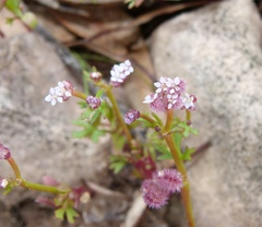 Trachymene cyanopetala