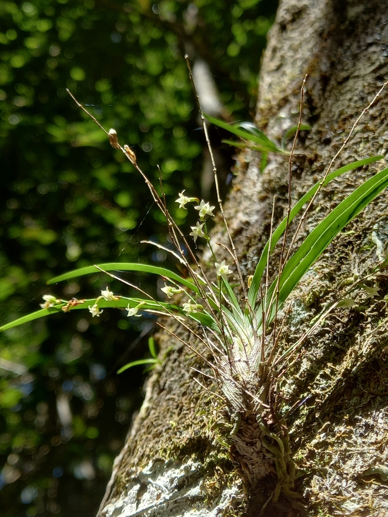 Angraecum pusillum