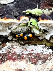 Aulacocheilus doriae