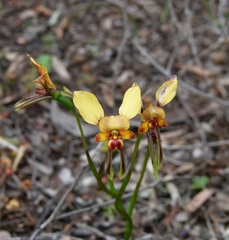 Diuris corymbosa