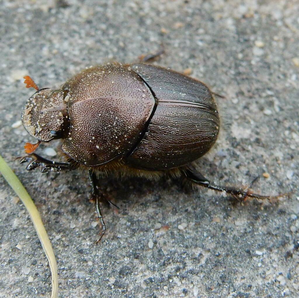 Onitis minutus