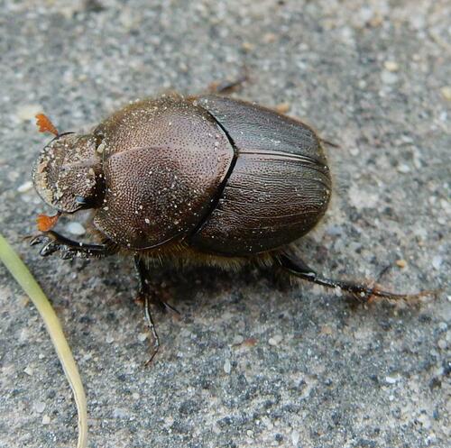 Onitis minutus · iNaturalist United Kingdom