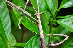 Bactrododema
