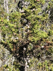 Cupressus pygmaea