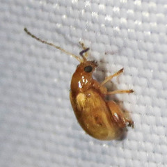 Longitarsus jacobaeae