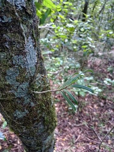 Image of Angraecum conchiferum by (c) Christiaan Viljoen, some rights reserved (CC BY)