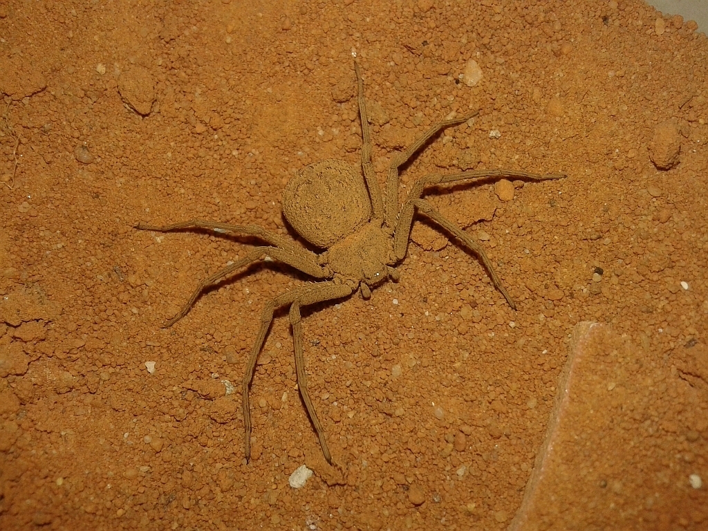 Sicariinae