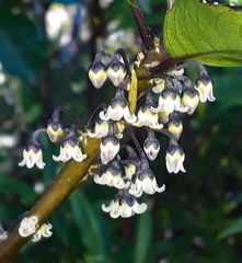 Melicytus macrophyllus
