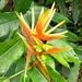 Heliconia aurantiaca - Photo (c) Magoreti Campos, some rights reserved (CC BY-NC), uploaded by Magoreti Campos