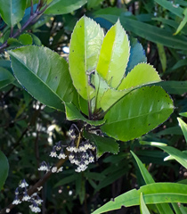 Melicytus macrophyllus