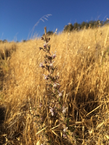 iNaturalist observation photo of Vinegar Weed