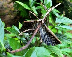 Bactrododema
