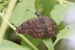Pellicia arina