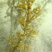 Sirophysalis trinodis - Photo (c) Janine Baker,  זכויות יוצרים חלקיות (CC BY-NC), הועלה על ידי Janine Baker