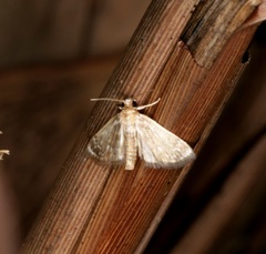 Luma