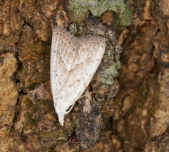 Meganola brunellus
