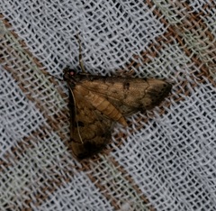 Nacoleia charesalis