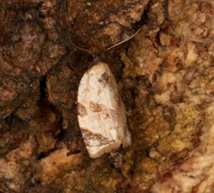 Neocalyptis liratana