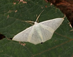 Pelagodes antiquadraria