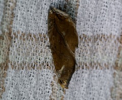 Plusiodonta coelonota