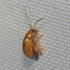 Longitarsus jacobaeae