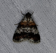 Salma ridiculalis