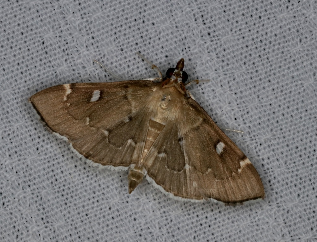 Protonoceras capitalis