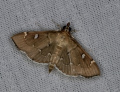 Protonoceras capitalis