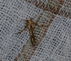 Stathmopoda stimulata