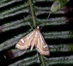 Strepsinoma croesusalis