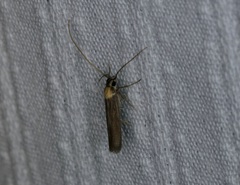 Tegenocharis tenebrans