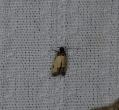 Tyrolimnas anthraconesa