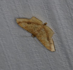 Krananda falcata