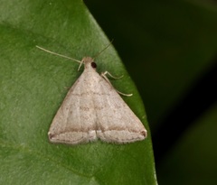 Lysimelia neleusalis