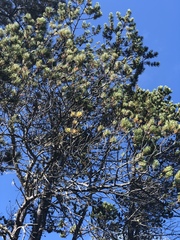 Pinus contorta bolanderi