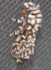 Pararguda diamphidia