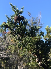 Cupressus pygmaea