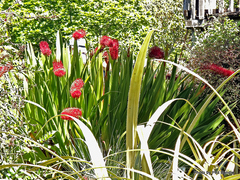 Xeronema callistemon