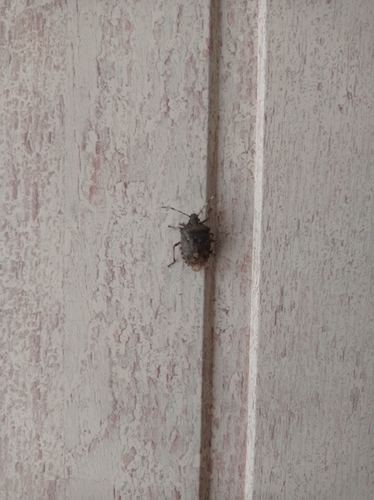 Rhaphigaster nebulosa