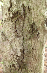 Cryptococcus fagisuga