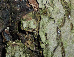 Cryptococcus fagisuga