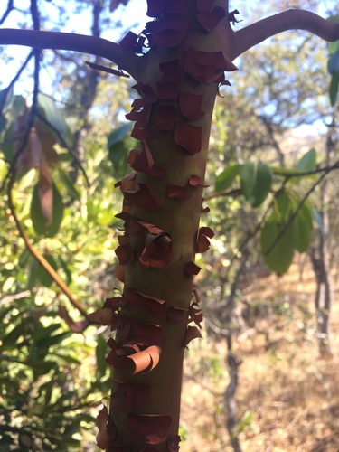 iNaturalist observation photo of Pacific madrone